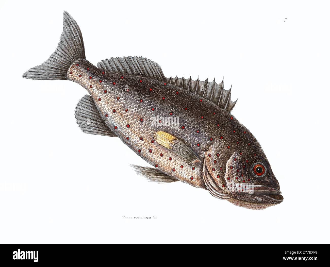 Rockfish. Catesby Mark. Foto Stock