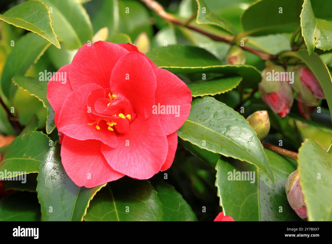 Camellia fiorente in primavera - rosso Foto Stock