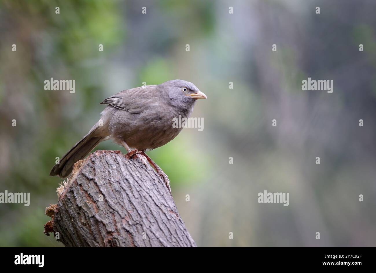 Jungle Babbler è un membro della famiglia Leiothrichidae che si trova nel subcontinente indiano. Foto Stock