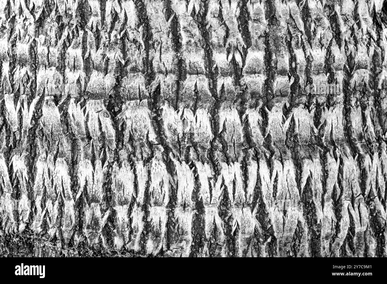 Dettaglio di un tronco di palma Foto Stock