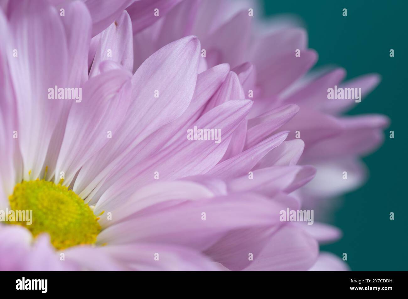 Primo piano dei delicati petali rosa di un crisantemo rosa. Foto Stock