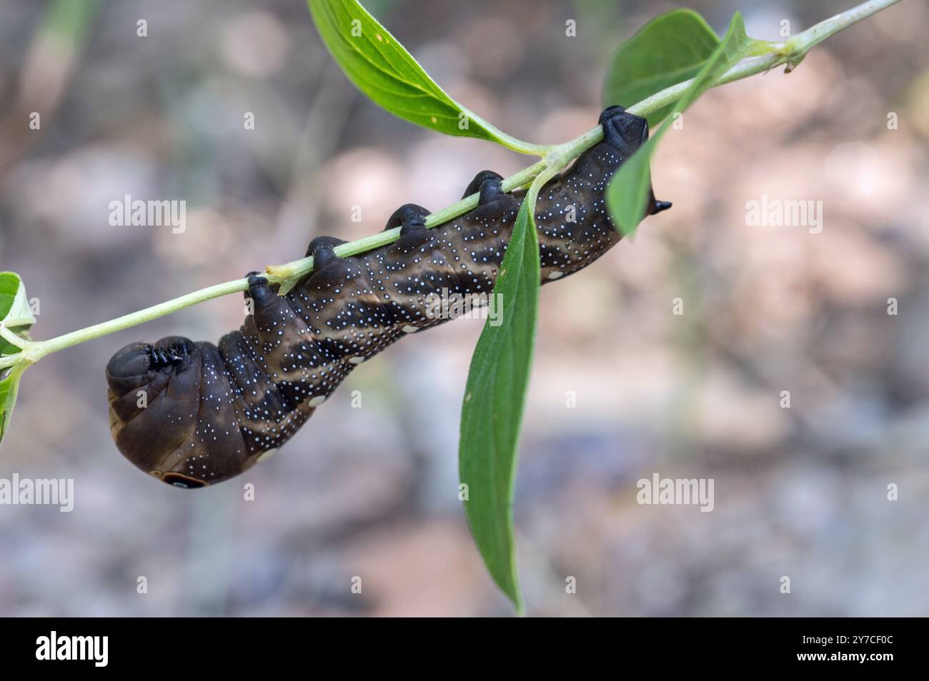 Falcon Sphinx Moth (Xylophanes falco) caterpillar Foto Stock