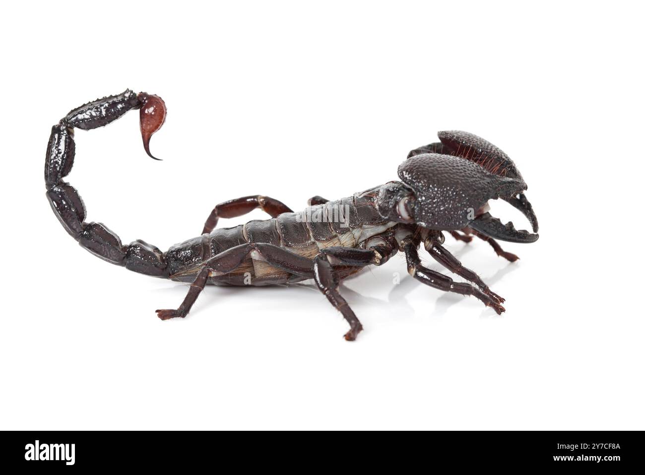 Fotografia in studio di uno scorpione Pandinus Imperator isolato su bianco Foto Stock