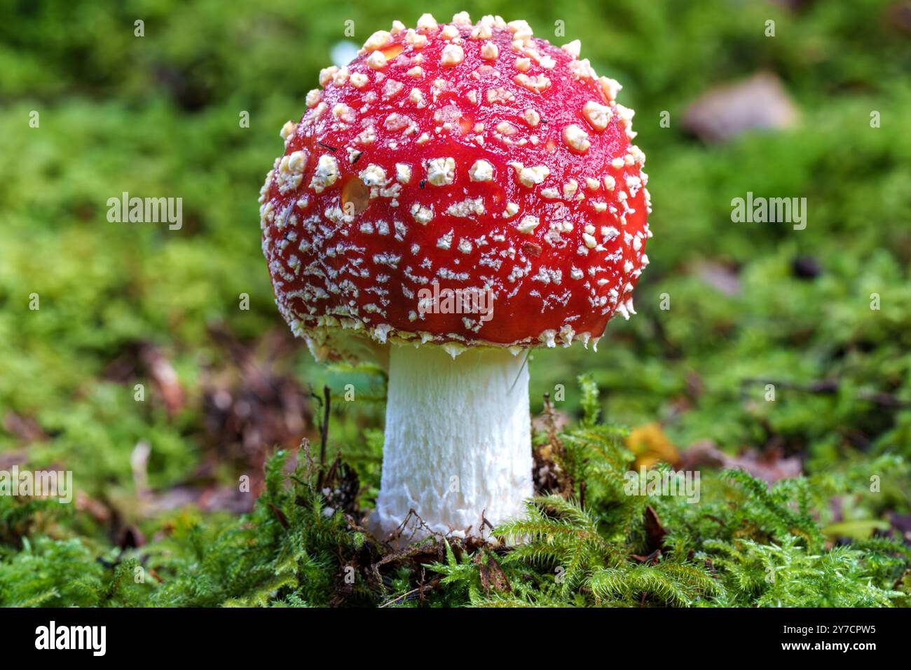 Un fungo rosso straordinariamente vibrante adornato da distinte macchie bianche, fiorente all'interno di lussureggianti muschi verdi, si esibisce Foto Stock