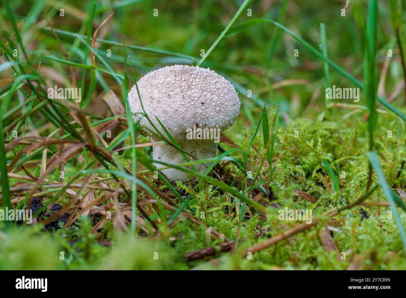 In una lussureggiante foresta di muschi, splendidi funghi prosperano sul terreno umido, mostrando l'incredibile diversità della natura Foto Stock