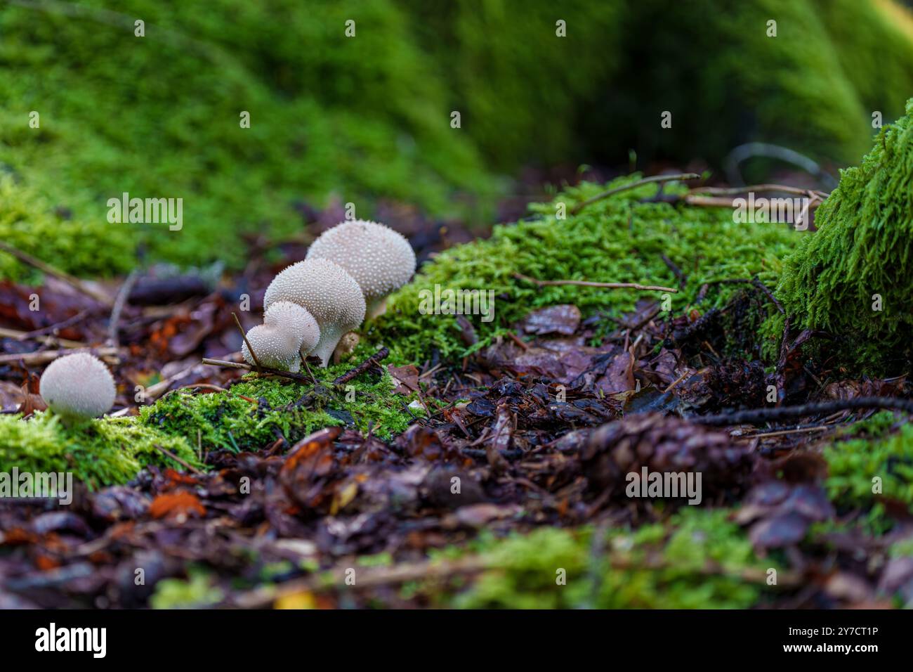 In una lussureggiante foresta di muschi, splendidi funghi prosperano sul terreno umido, mostrando l'incredibile diversità della natura Foto Stock