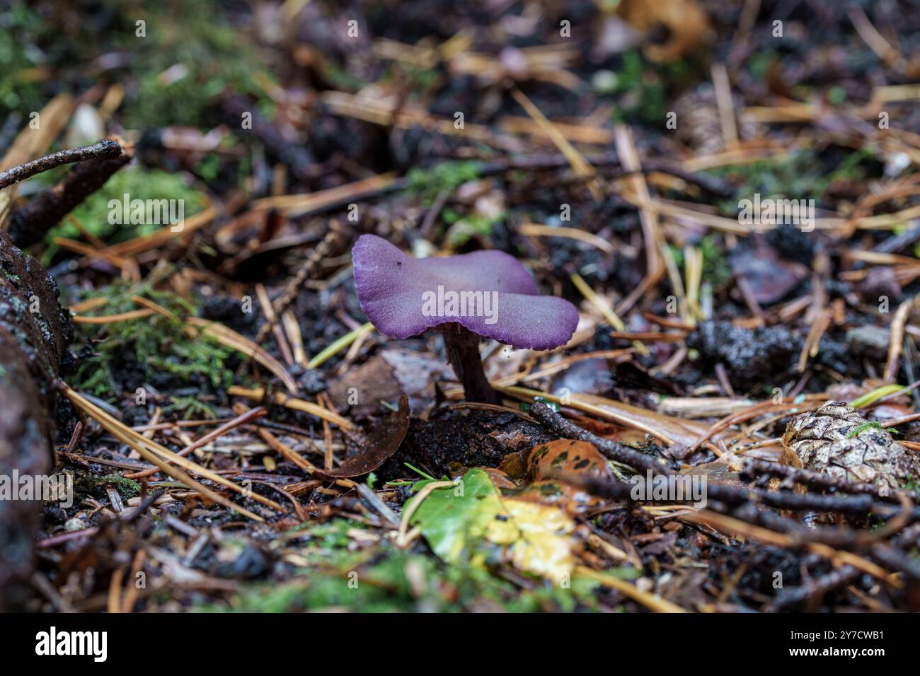 Uno stupefacente fungo viola è fiorente tra i pavimenti della foresta e la vegetazione lussureggiante Foto Stock