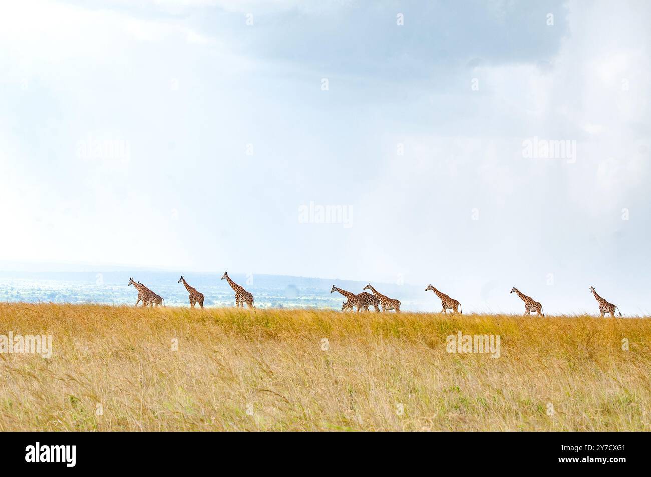 Giraffe Rothschild nel Parco Nazionale delle Cascate Murchison - Uganda Foto Stock