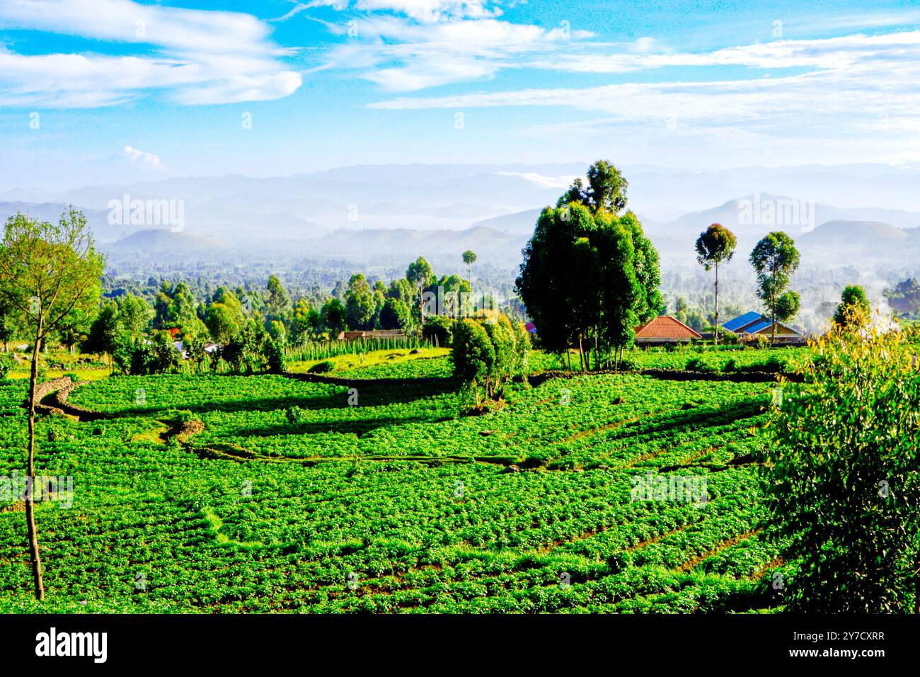 Allevamenti di patate irlandesi a Kisoro Uganda Foto Stock