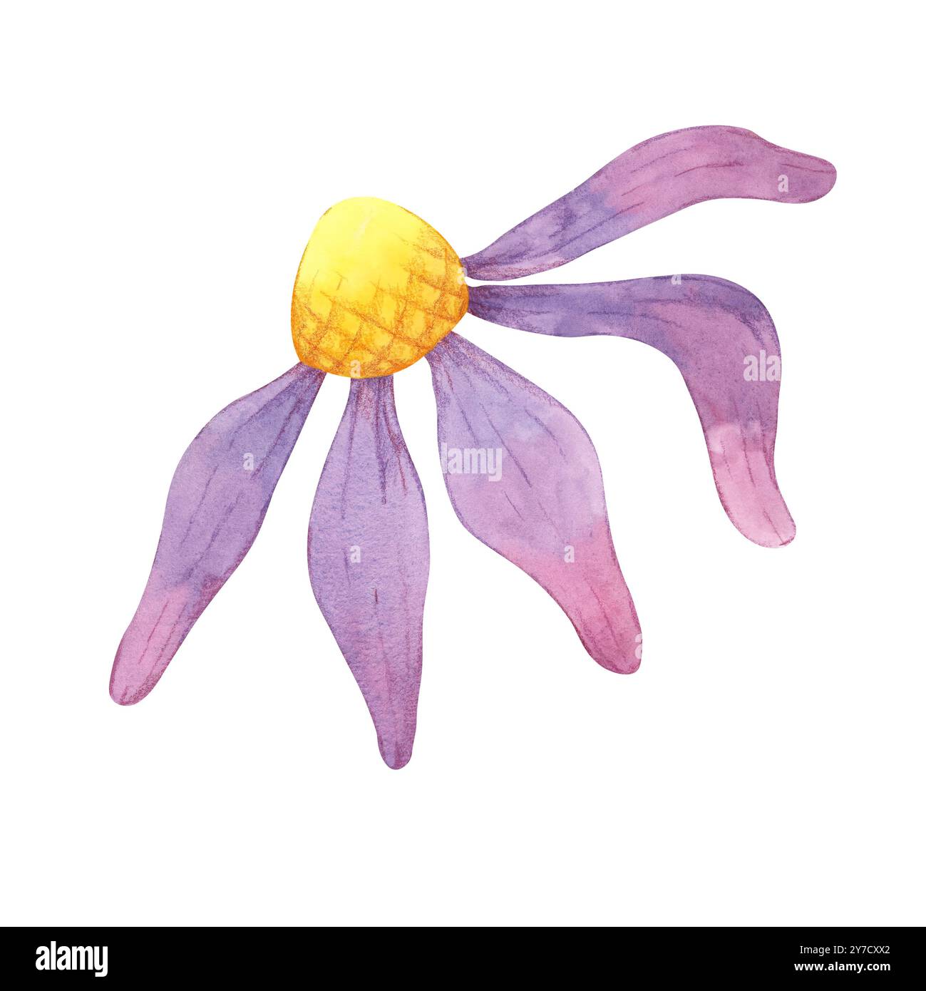 Illustrazione dell'acquerello di coneflower. Clipart di fiori di Echinacea con centro giallo e petali viola per disegni di logo, cancelleria, materiale didattico o inviti a tema floreale e prodotti digitali Foto Stock