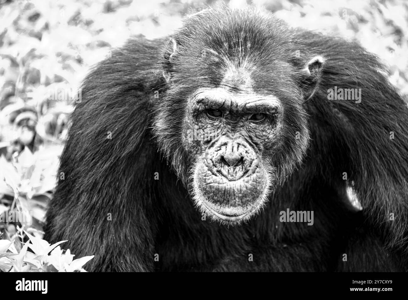 Un primo piano di un vecchio Chimpanzee (Pan troglodytes) al Ngamba Island Chimpanzee Sanctuary nel Lago Victoria in Uganda. Foto Stock