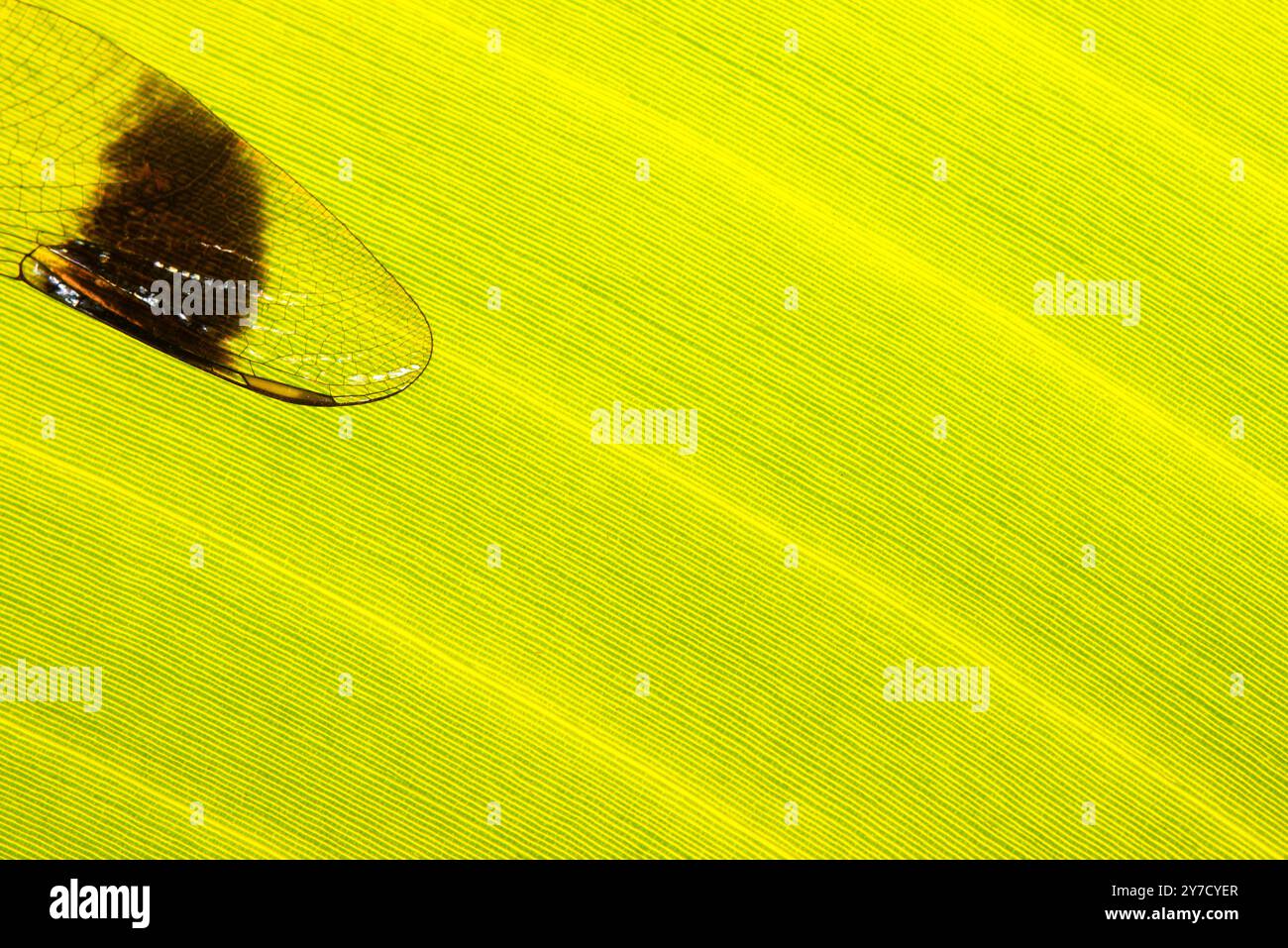 Un'ala di drogonfly su una foglia di banana Foto Stock