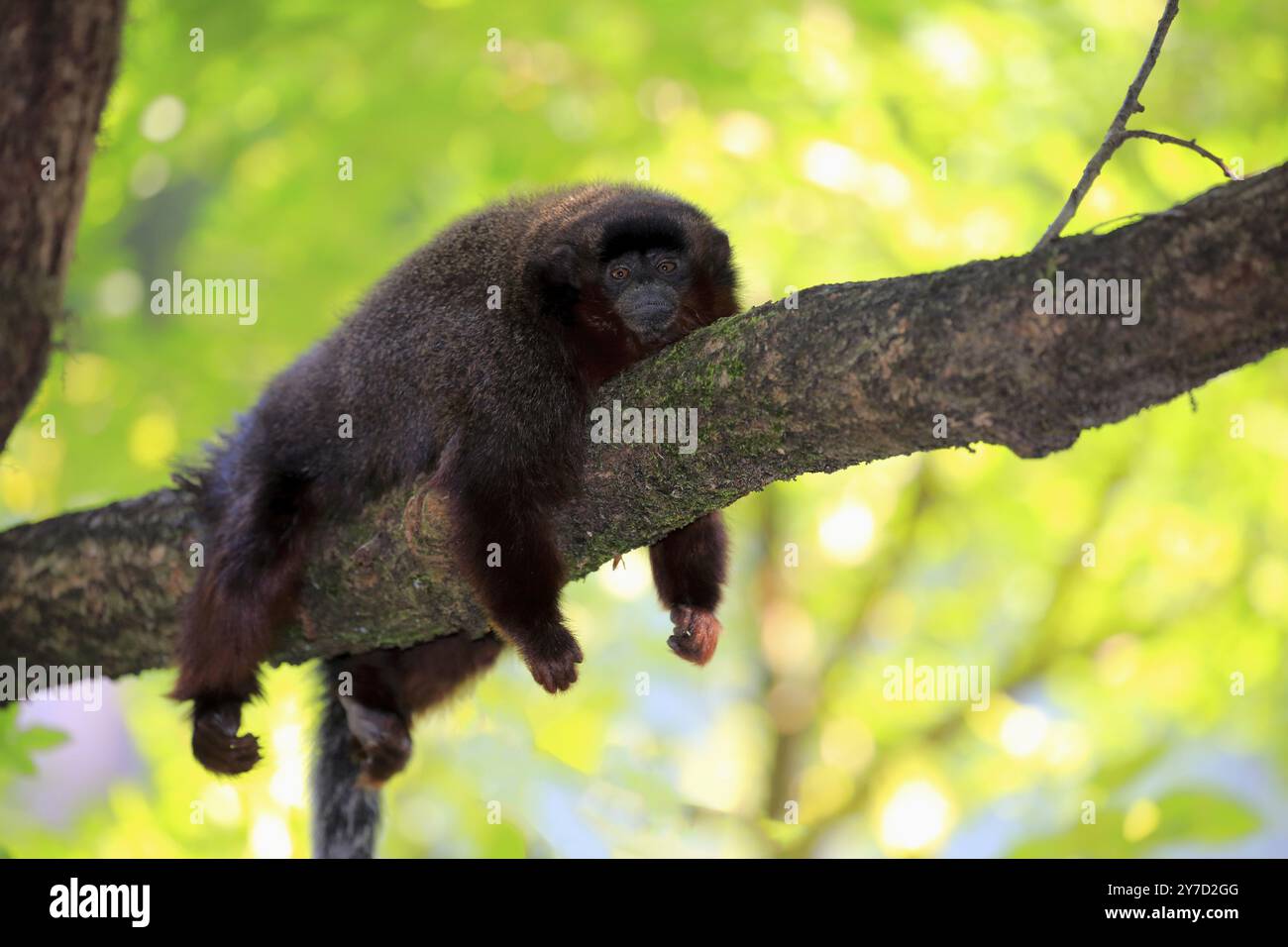 Coppery titi (Callicebus moloch), adulto su albero, riposo, Sud America Foto Stock
