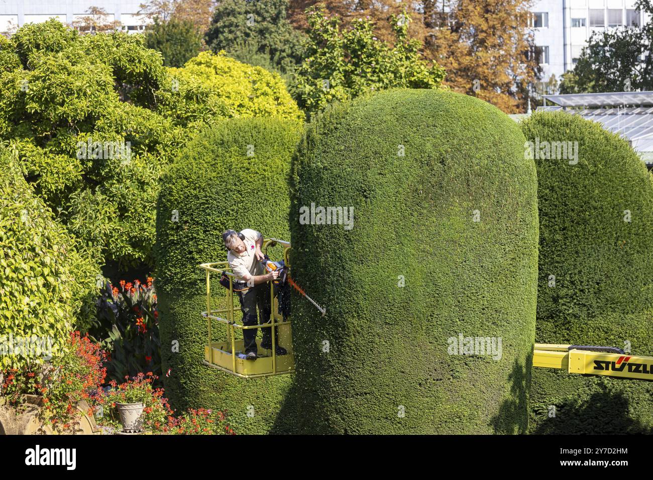 Cura degli alberi in autunno. Alberi, arbusti ornamentali e siepi sono potati presso il Wilhelma Zoological and Botanical Gardens di Bad Cannstatt. Stoccarda, Bade Foto Stock