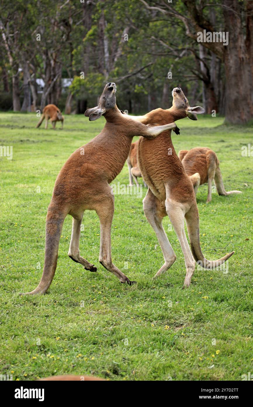 Canguro rosso (Macropus rufus), maschio, combattimento, due animali, Tibooburra, nuovo Galles del Sud, Australia, Oceania Foto Stock