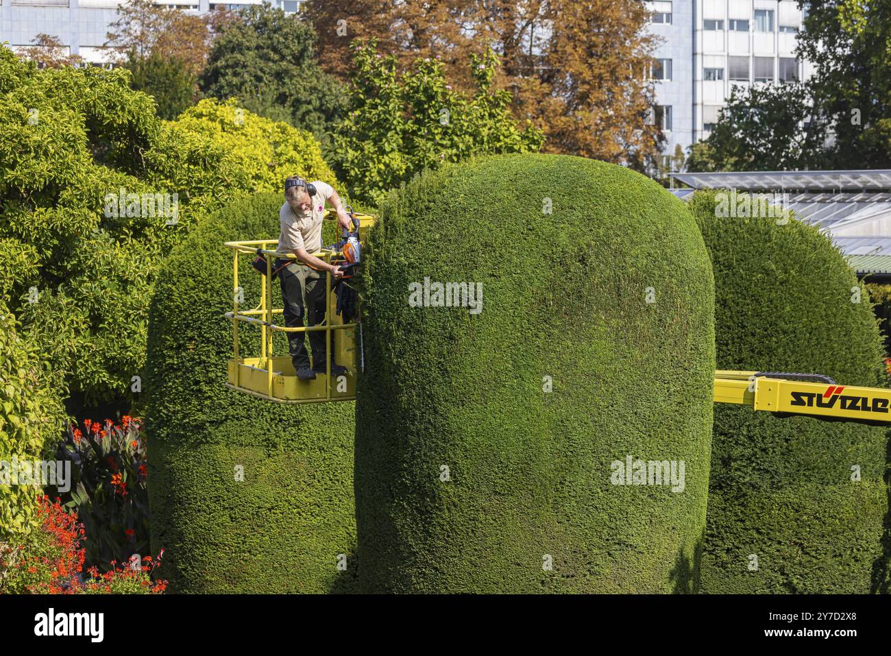 Cura degli alberi in autunno. Alberi, arbusti ornamentali e siepi sono potati presso il Wilhelma Zoological and Botanical Gardens di Bad Cannstatt. Stoccarda, Bade Foto Stock