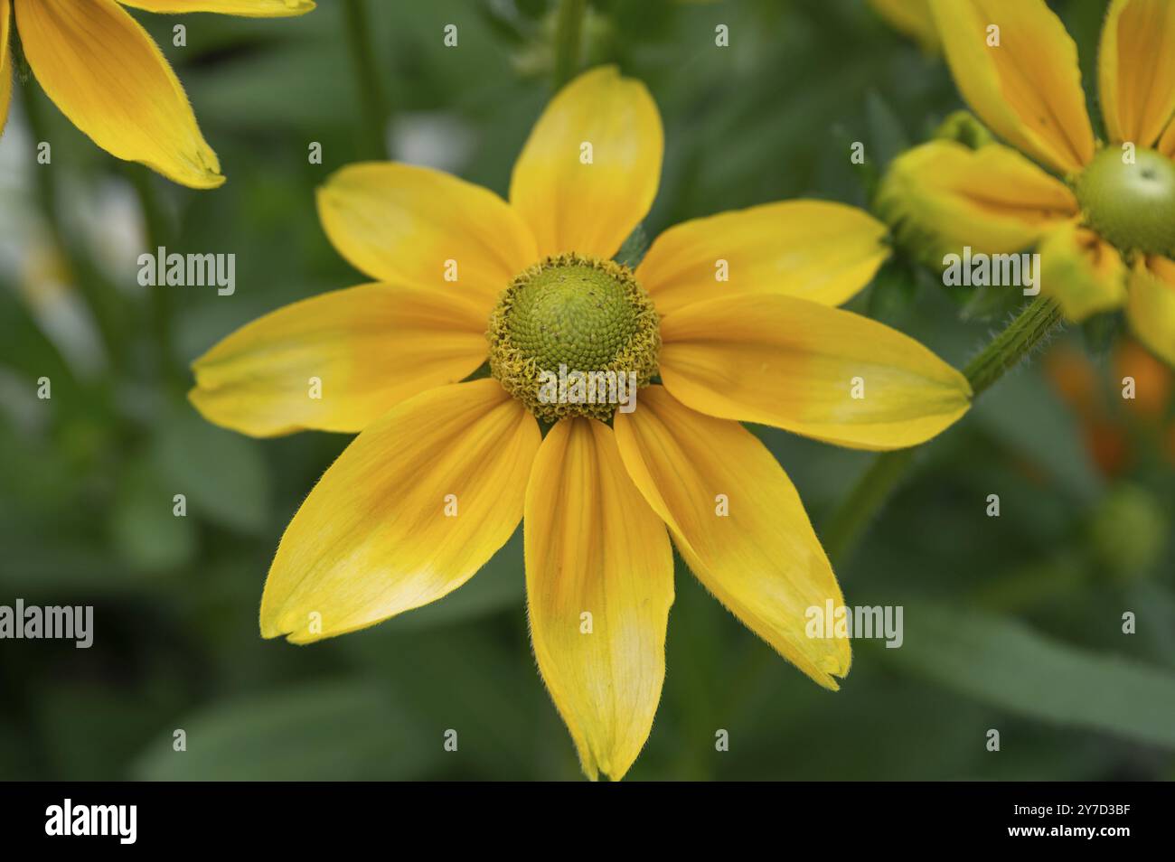 Rudbeckia laciniata (Rudbeckia laciniata), Baviera, Germania, Europa Foto Stock