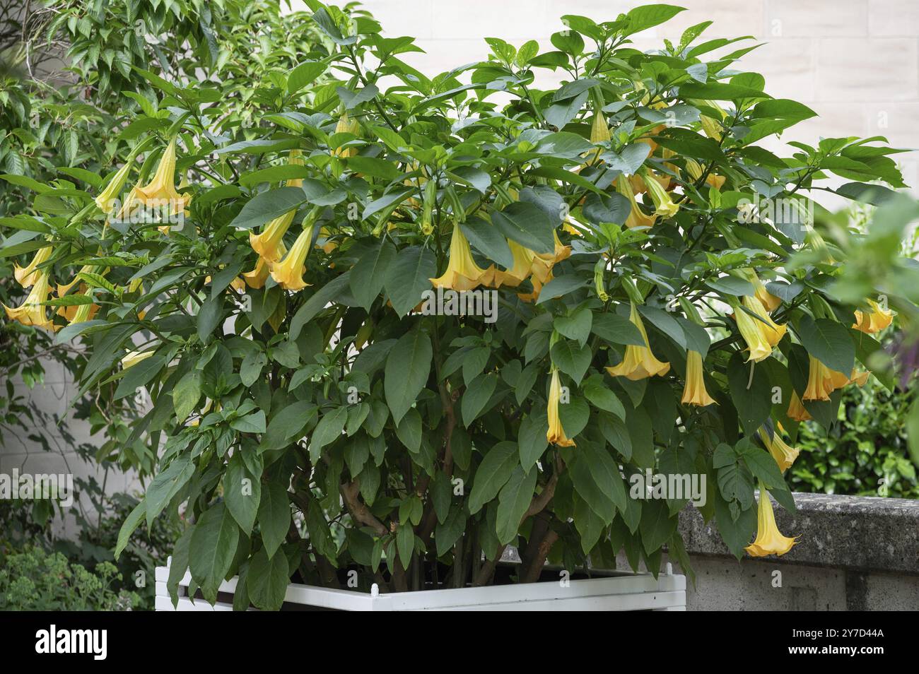 Fioritura della tromba d'angelo (Brugmansia suaveolens) bassa Franconia, Baviera, Germania, Europa Foto Stock