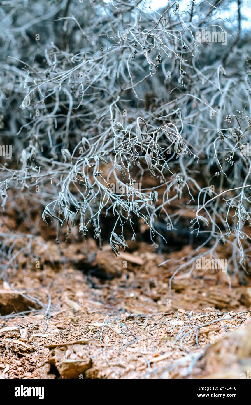 Elegante pianta secca adagiata su terreno roccioso argilloso rosso Foto Stock