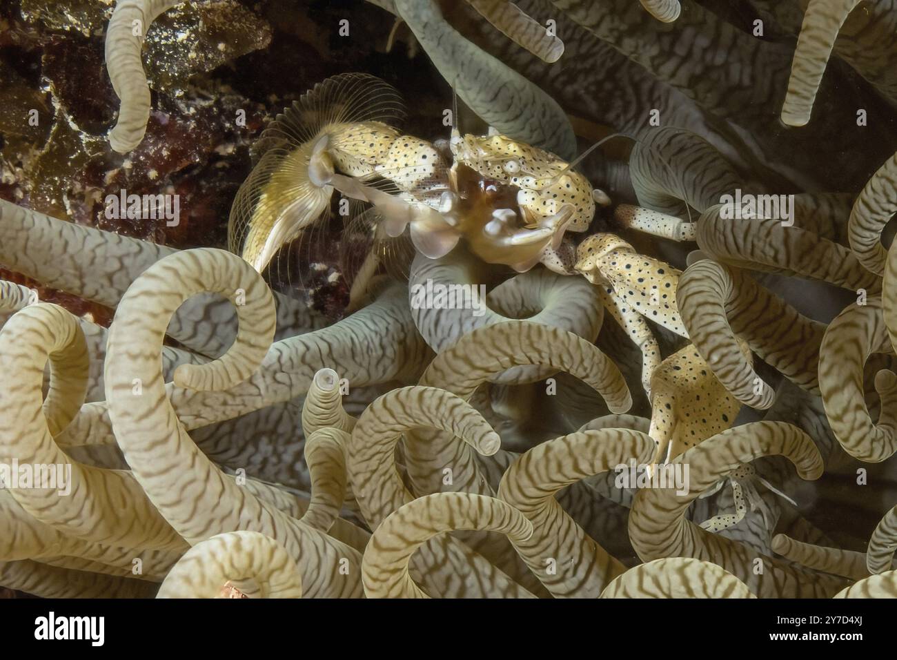 Il granchio giallo di anemone porcellana (Neopetrolisthes alobatus) con punti blu sul corpo filtra il cibo fuori dall'acqua con lo strumento di cattura a scomparti aperti Foto Stock