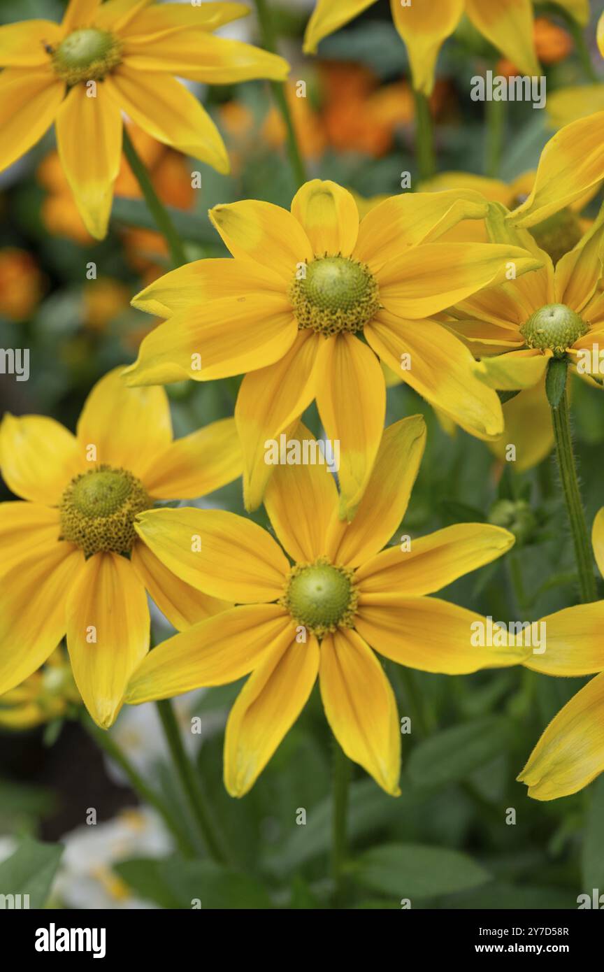 Rudbeckia laciniata (Rudbeckia laciniata), Baviera, Germania, Europa Foto Stock