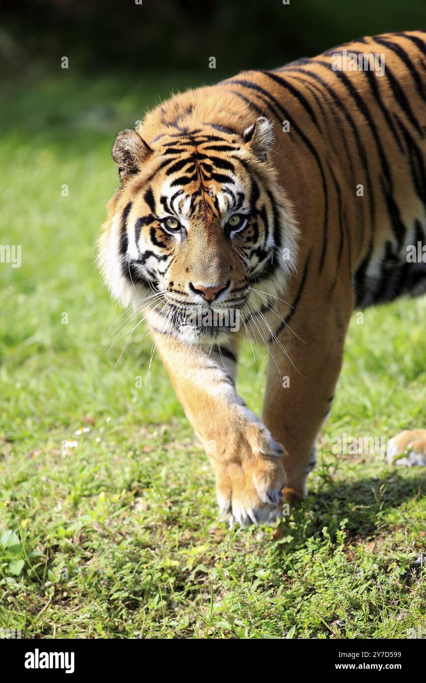 Tigre di Sumatra (Panthera tigris sumatrae), ritratto maschile adulto in corsa, Sumatra Foto Stock