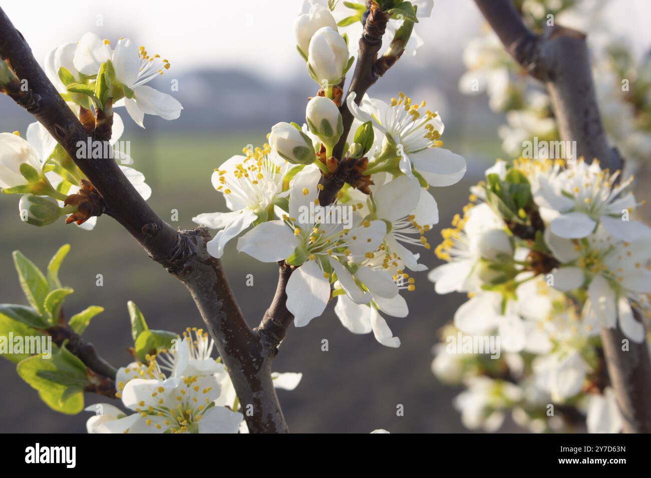 Prugna in fiore con luce solare serale. Agricoltura e frutticoltura Foto Stock