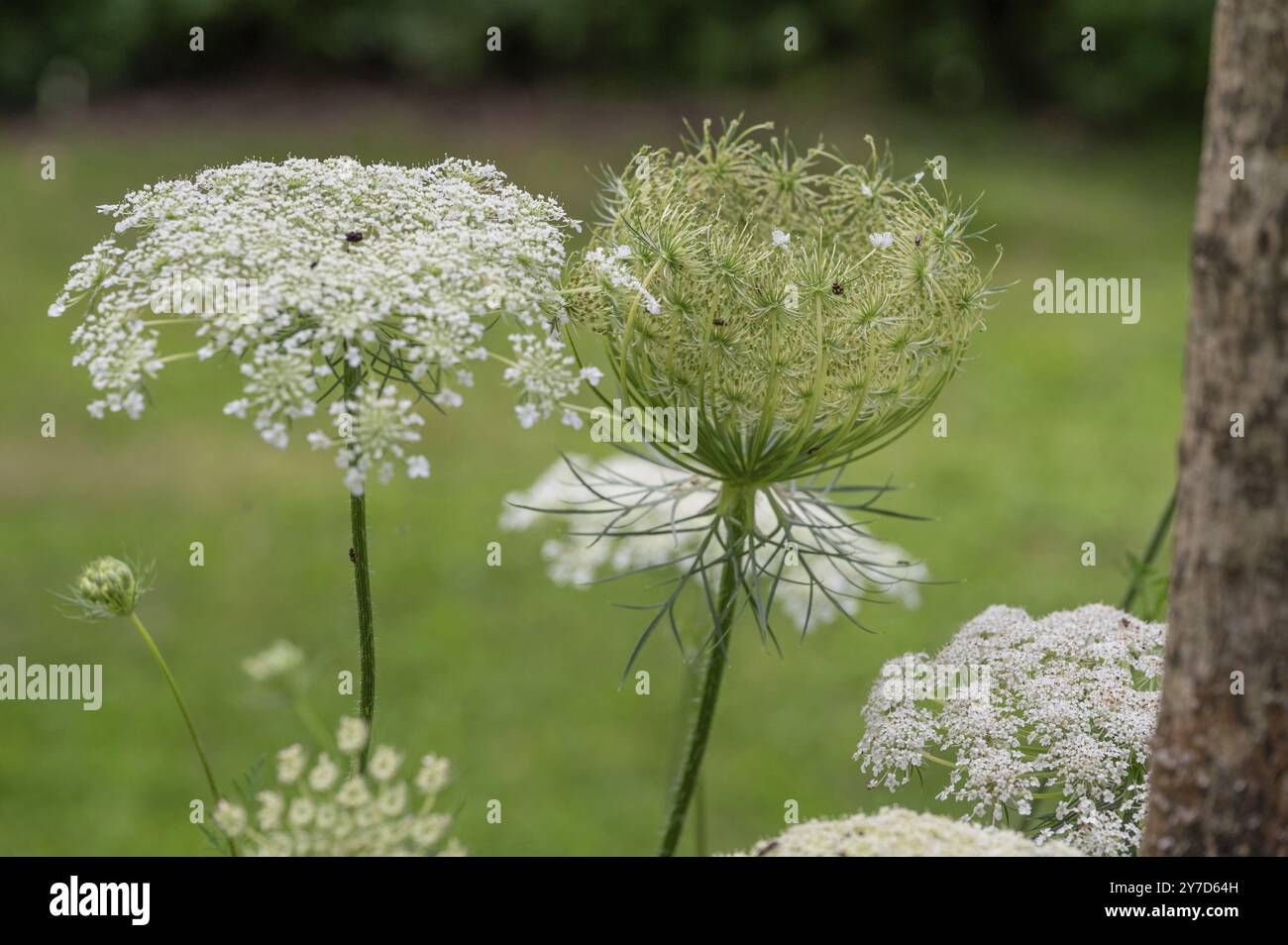 Carote selvatiche (Daucus carota subsp. Carota), Baviera, Germania, Europa Foto Stock