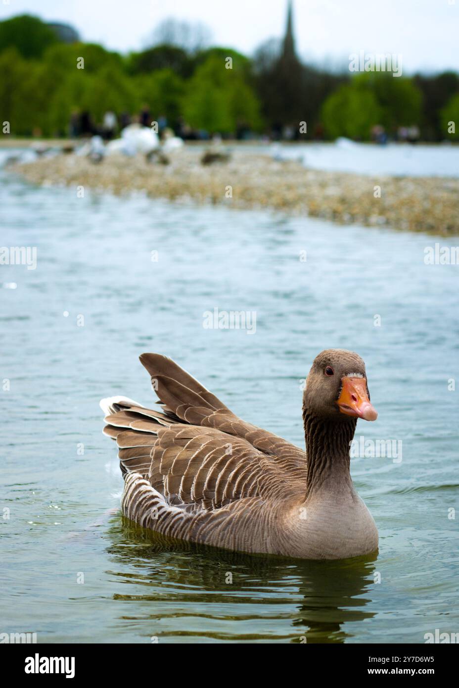 Londra, Inghilterra, aprile 30 2023: Uccelli a Kensington Gardens, gamba grigia che nuotano verso la telecamera Foto Stock