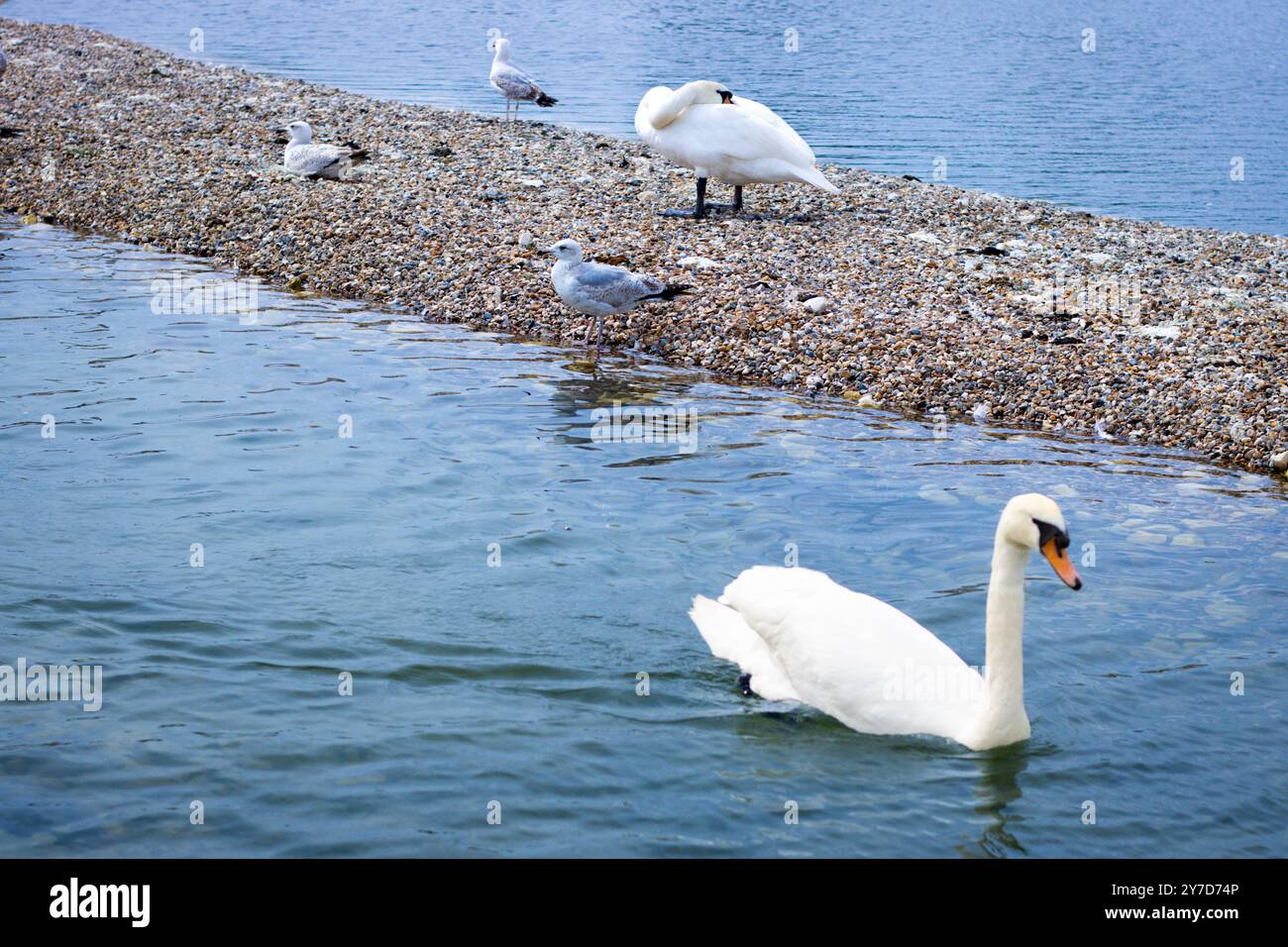 Londra, Inghilterra, aprile 30 2023: Uccelli a Kensington Gardens, alcuni cigni e gabbiani che si rilassano nel lago Foto Stock