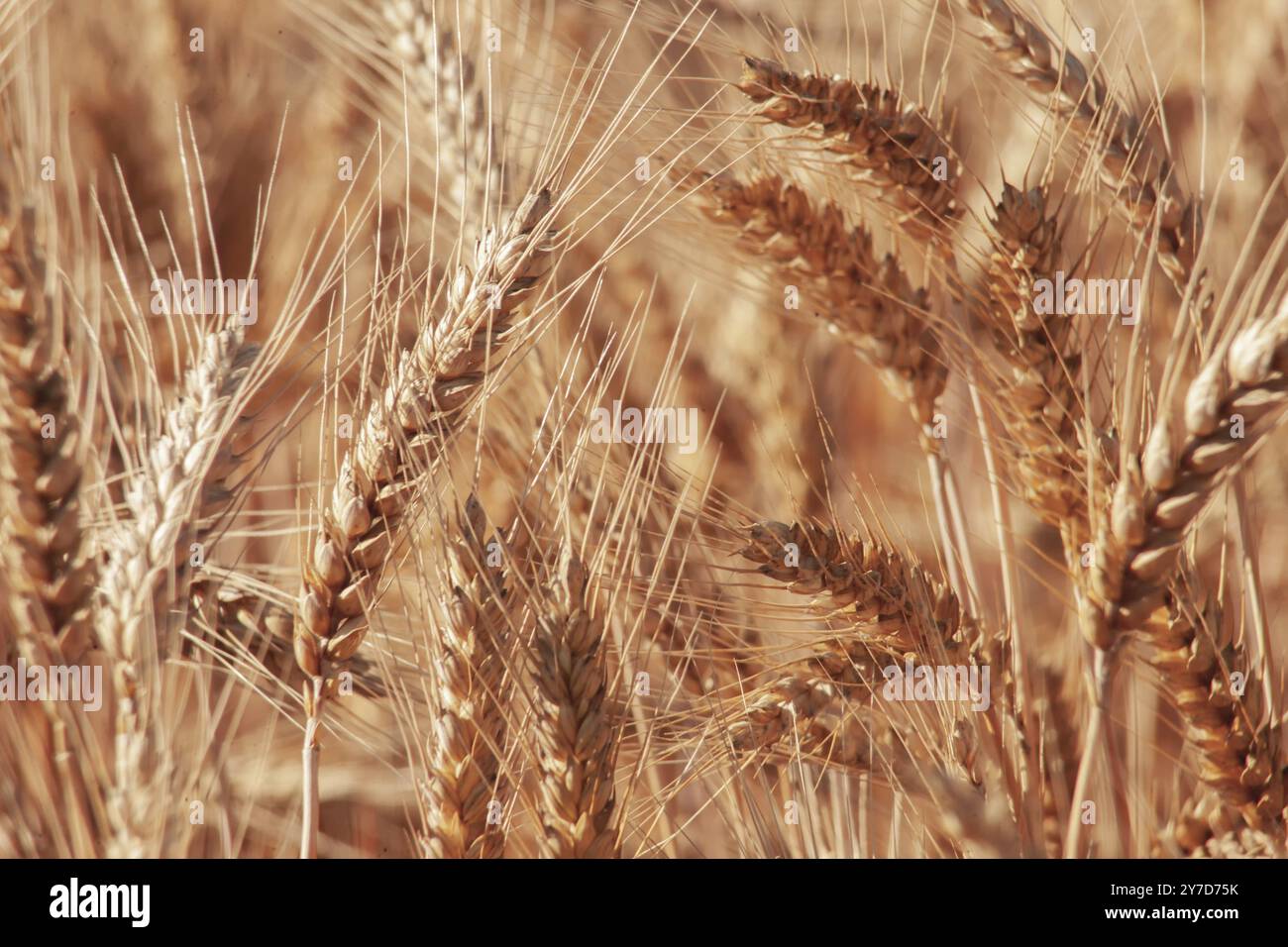 Spighe di grano primo piano. Sfondo grano dorato Foto Stock