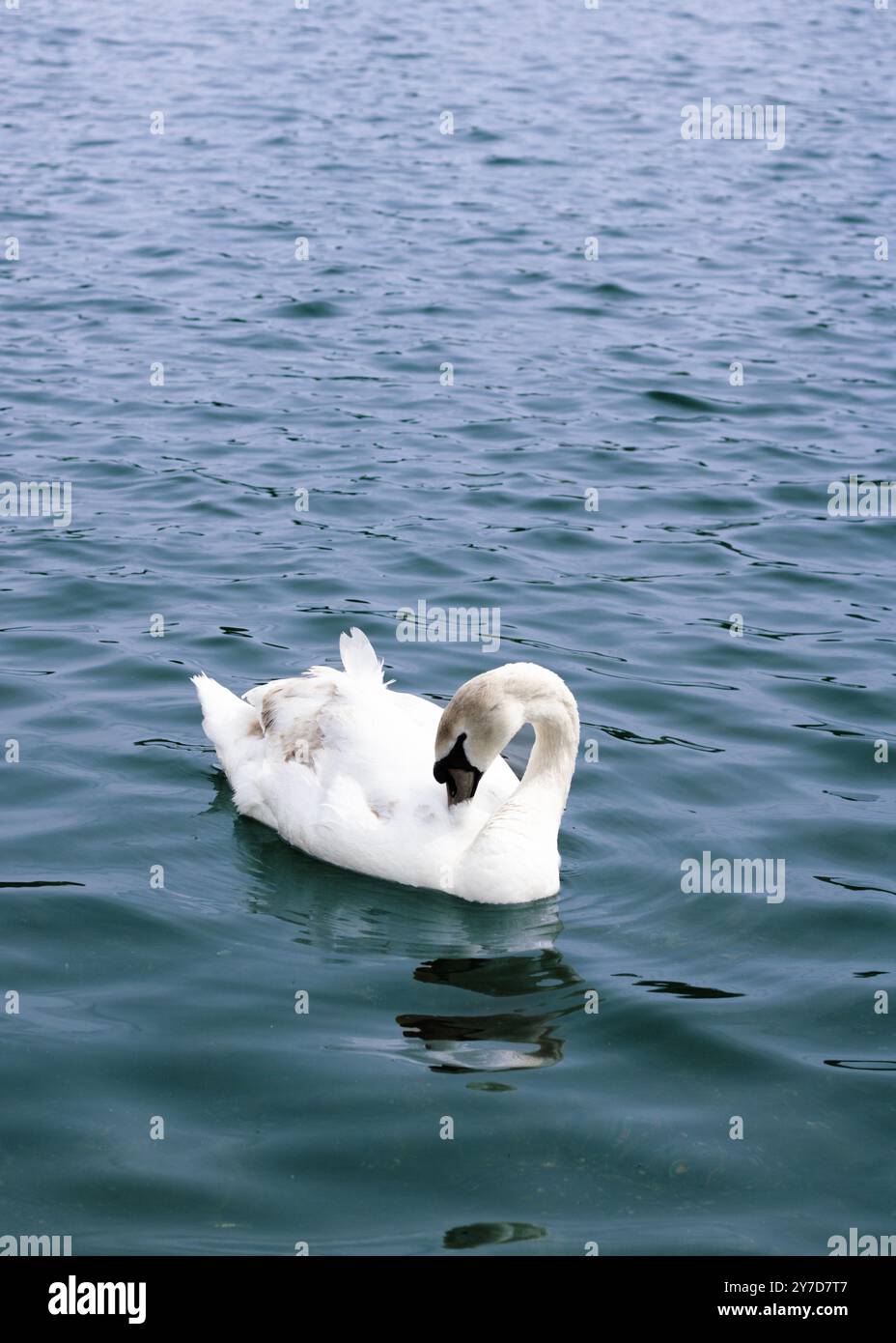 Londra, Inghilterra, aprile 30 2023: Uccelli a Kensington Gardens, cigno bianco che si rilassa nel lago e si prende cura del piumaggio Foto Stock