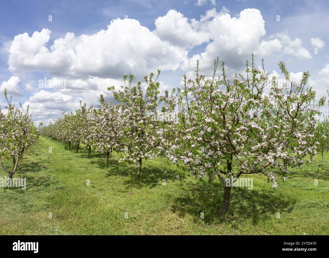 Fila di alberi di mele in fiore nel giardino. Paesaggio primaverile in una giornata calda e soleggiata Foto Stock