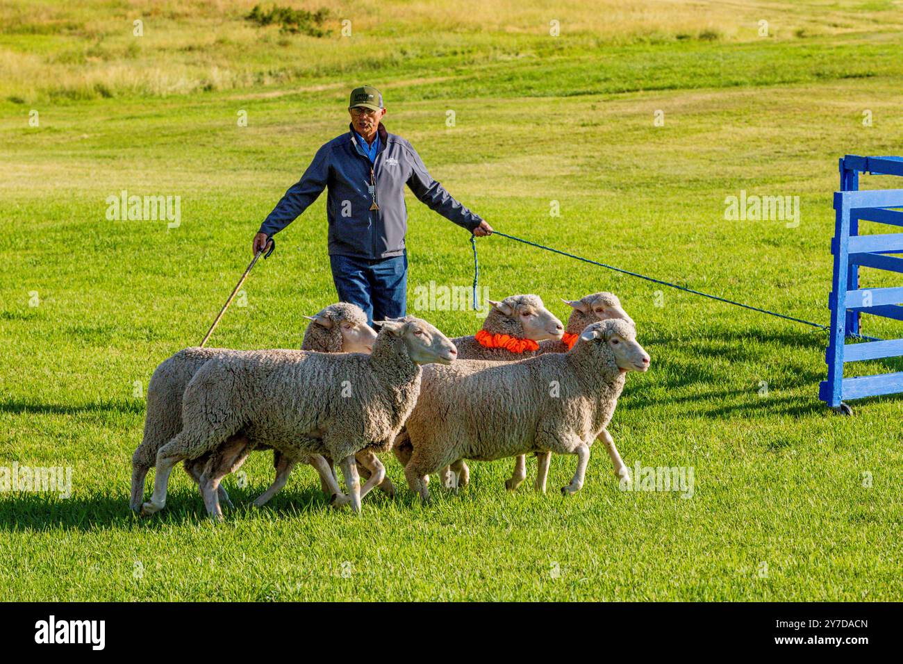 Mandriano pecore ai Meeker Classic Sheepdog Championship Trials; Meeker; Colorado; USA Foto Stock