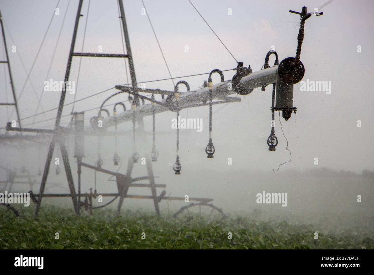 L'acqua cade da un sistema di irrigazione su un campo di soia Foto Stock