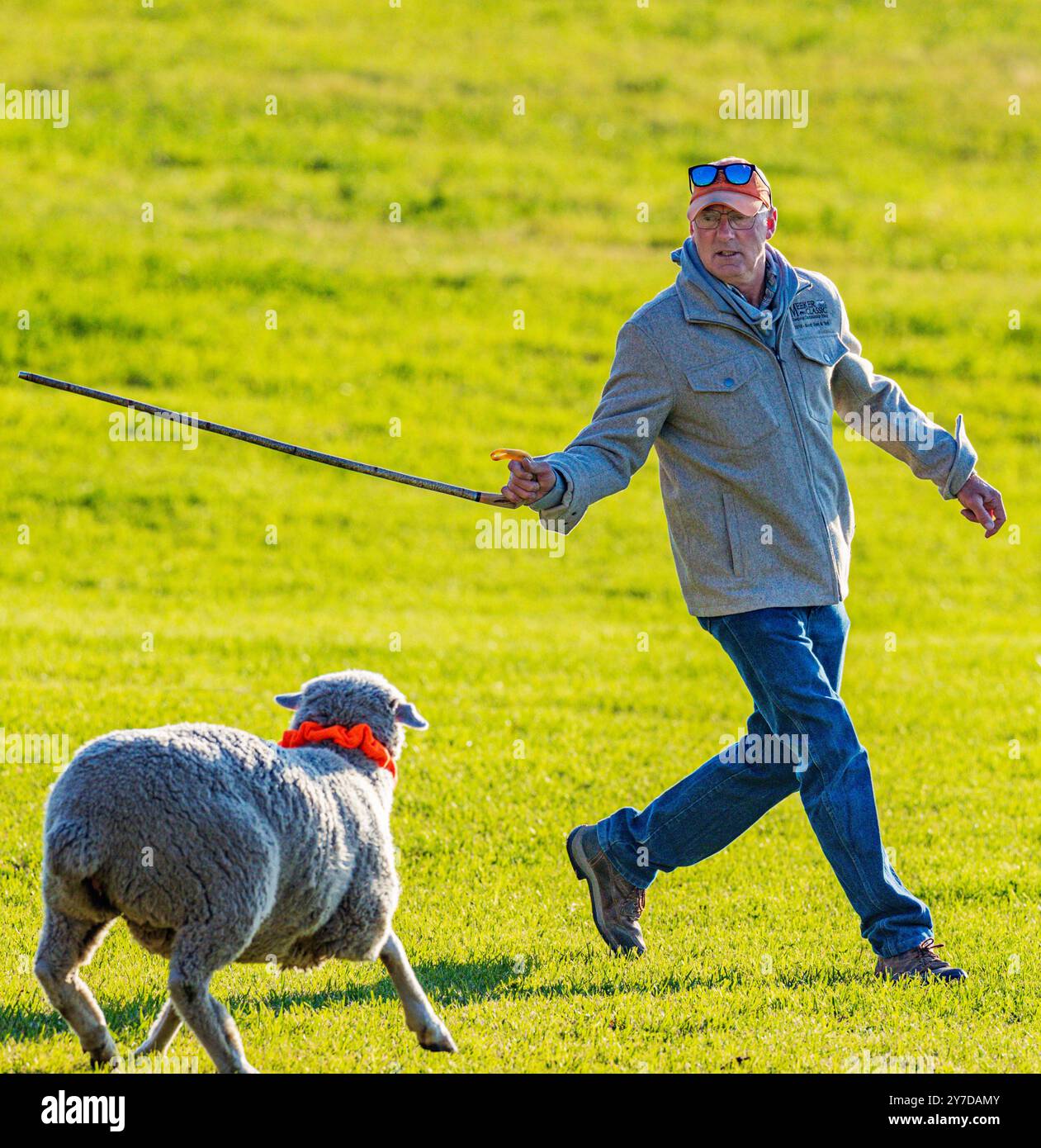 Mandriano pecore ai Meeker Classic Sheepdog Championship Trials; Meeker; Colorado; USA Foto Stock