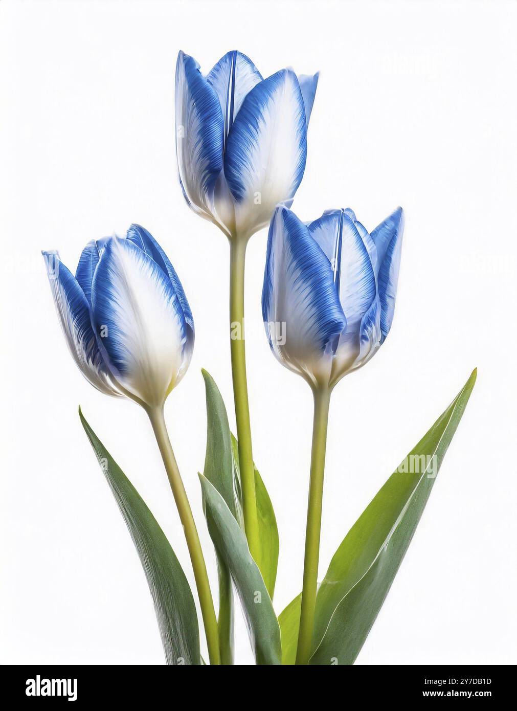 Tulipani blu isolati su sfondo bianco. Foto di studio Foto Stock