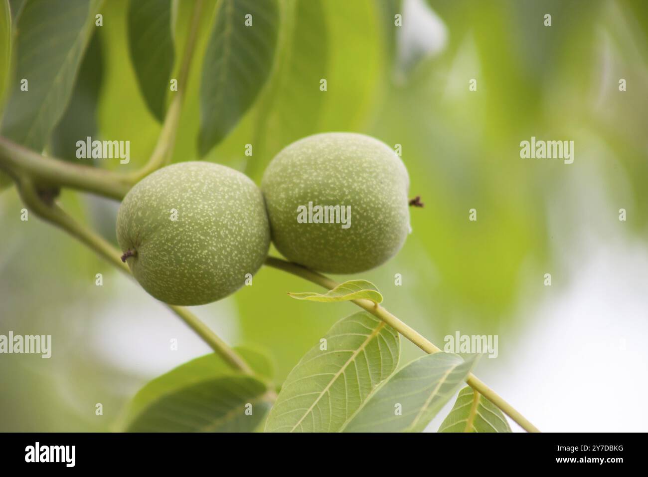 La noce giovane cresce su un albero. Frutta su sfondo di foglie verdi Foto Stock