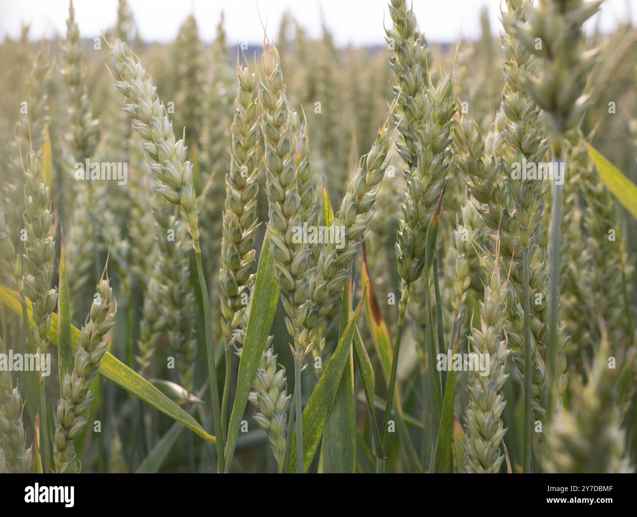 Maturare le spighe di grano nel campo. Grano crescente. Cura del raccolto. Controllo per pesti Foto Stock