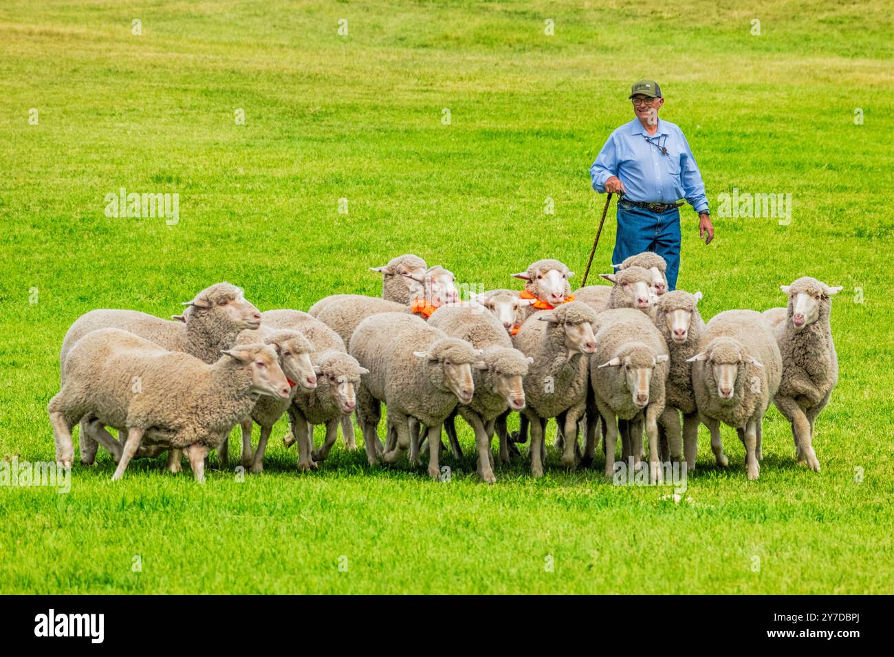 Mandriano pecore ai Meeker Classic Sheepdog Championship Trials; Meeker; Colorado; USA Foto Stock