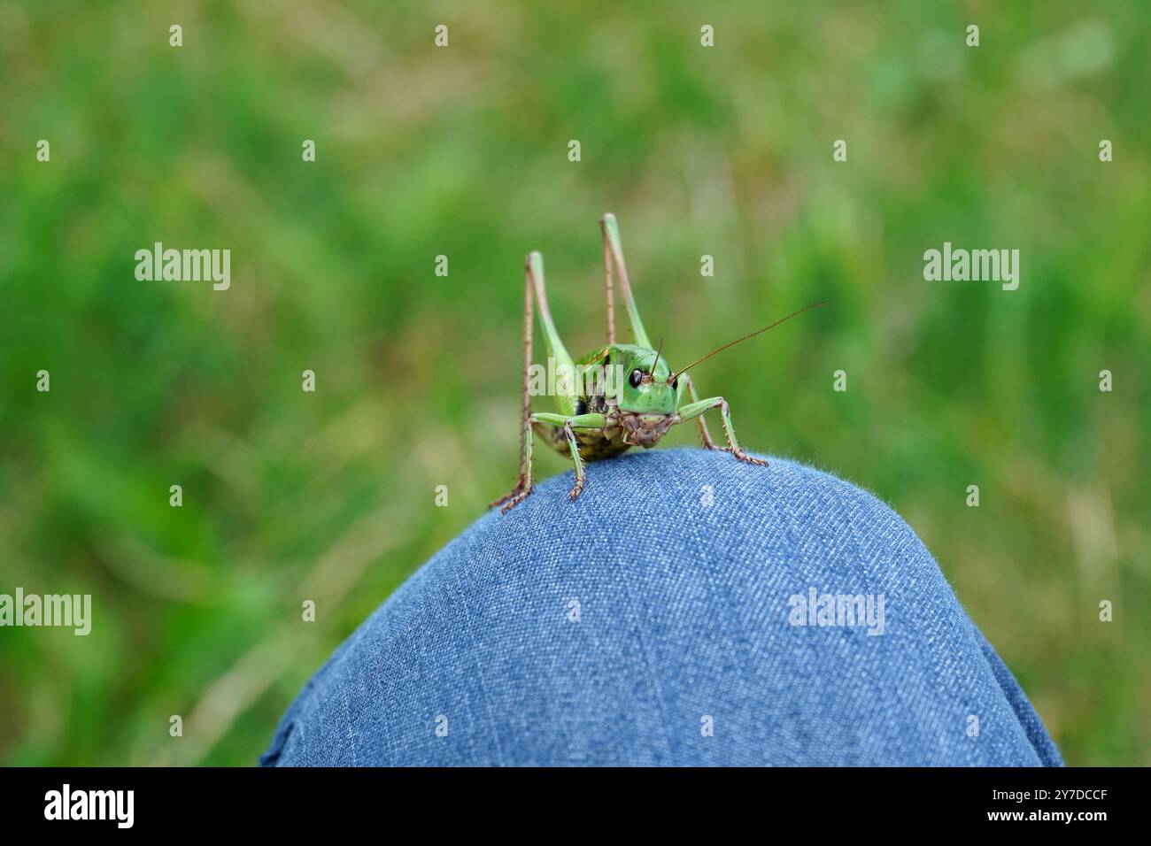 Primo piano di insetto della cavalletta verde con occhi visibili, antenne, bocca, corpo, gambe, seduti con calma sul ginocchio di una persona Foto Stock