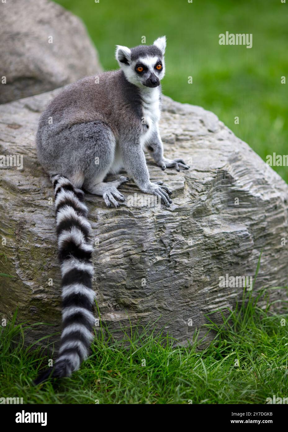 Lemure dalla coda ad anello, Lemur catta, dal Madagascar Foto Stock