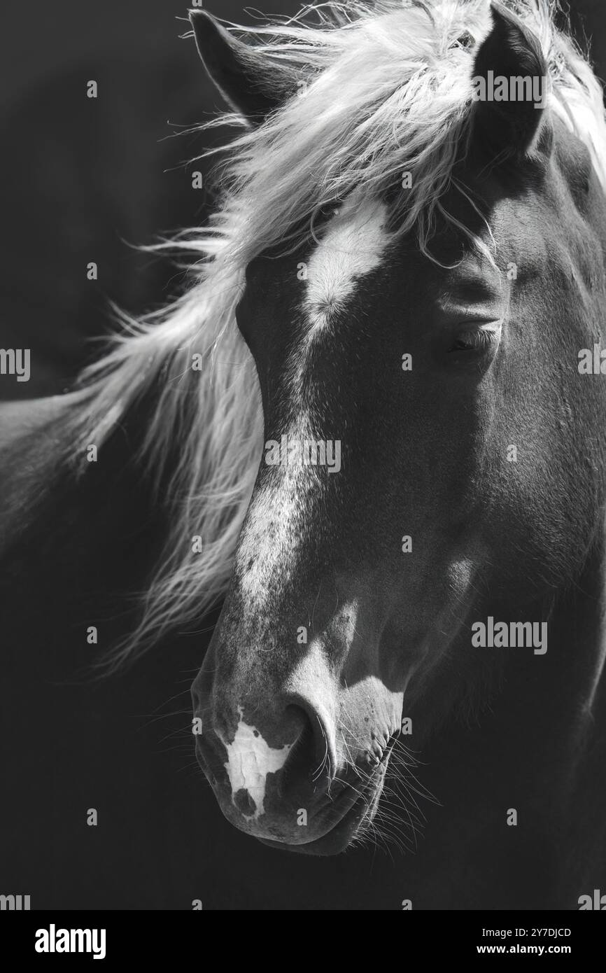 Un ritratto ravvicinato di un cavallo con la sua criniera che vola al vento, bianco e nero, monocromatico, opaco, dark mood Foto Stock