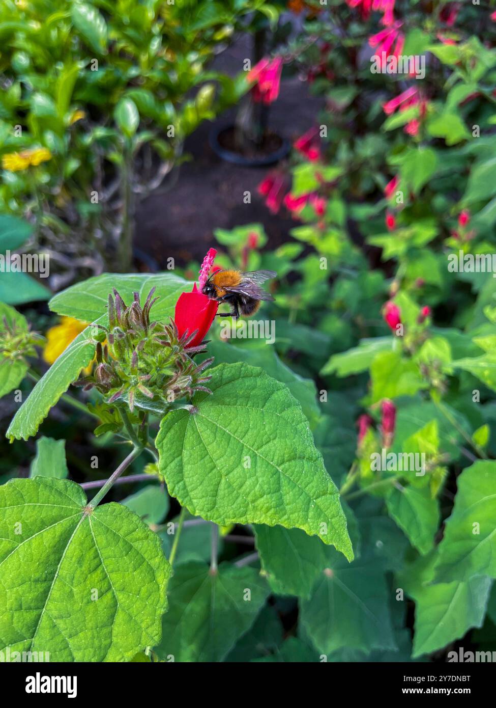 Hummel sammelt un einer roten Beerenmalve Nektar Foto Stock