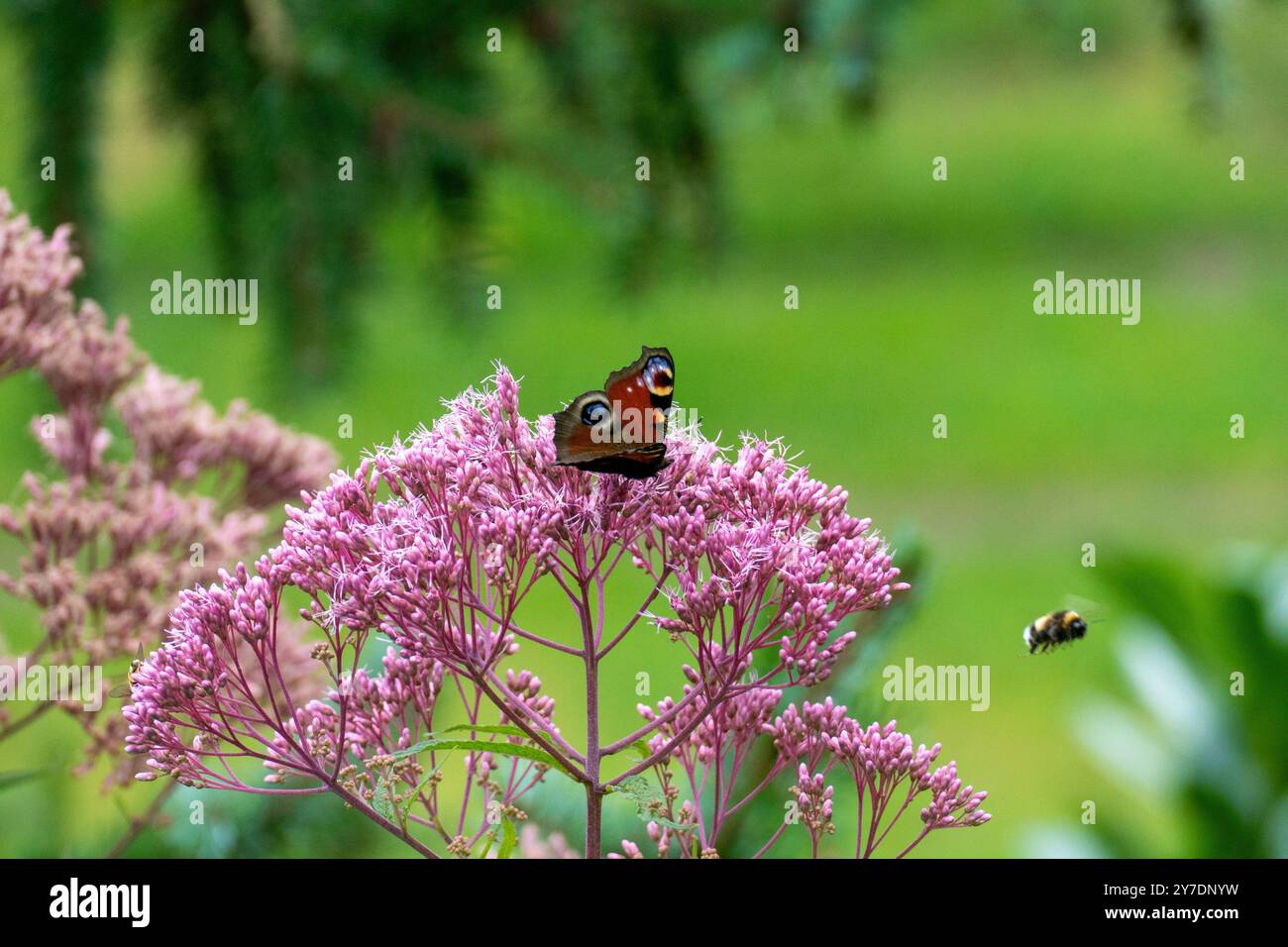 Tagpfauenauge Schmetterling auf einer Fetthenne Blüte Foto Stock