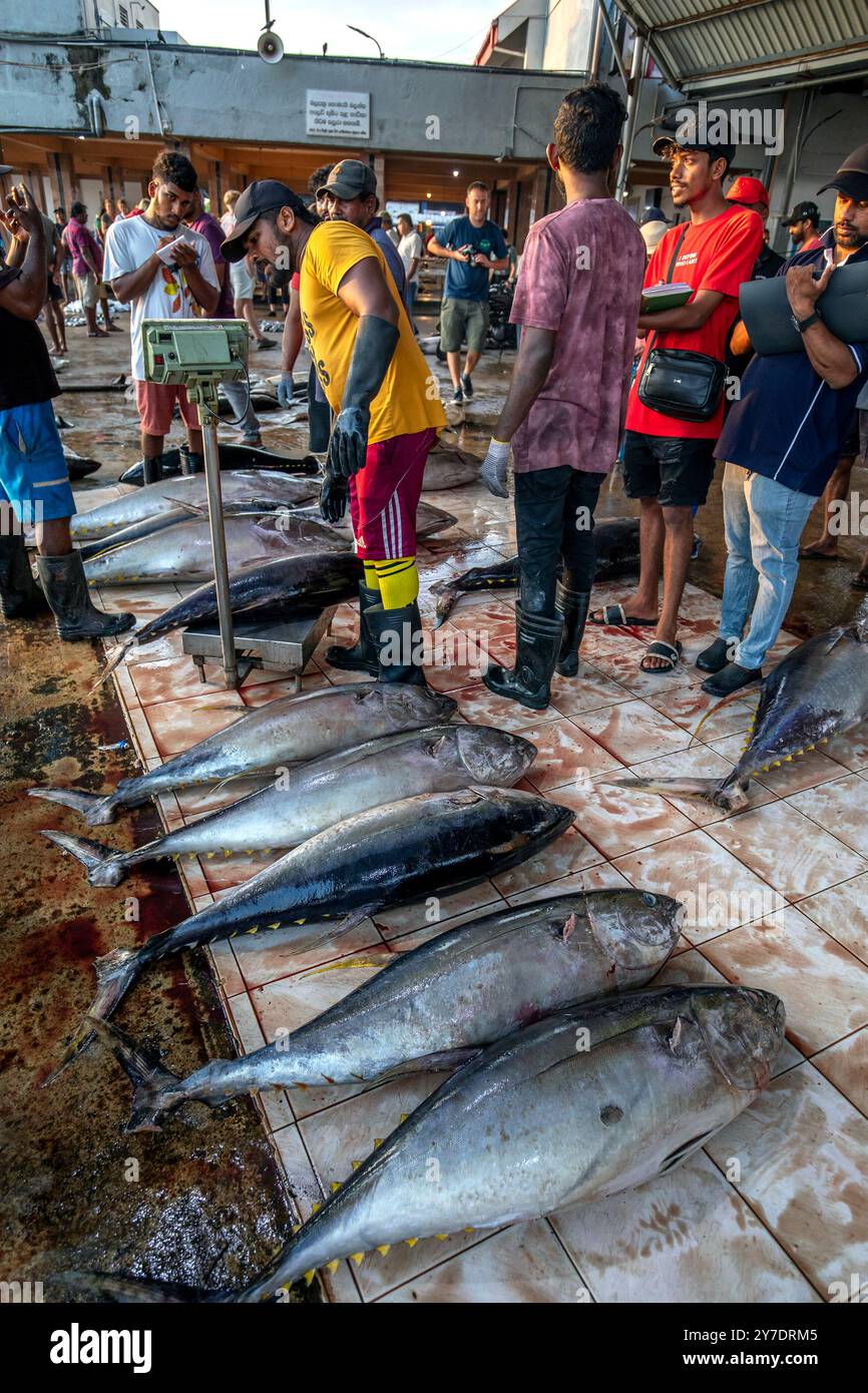 I pescivendoli pesano il tonno a pinna gialla al mercato del pesce di Negombo sulla costa occidentale dello Sri Lanka la mattina presto. Foto Stock