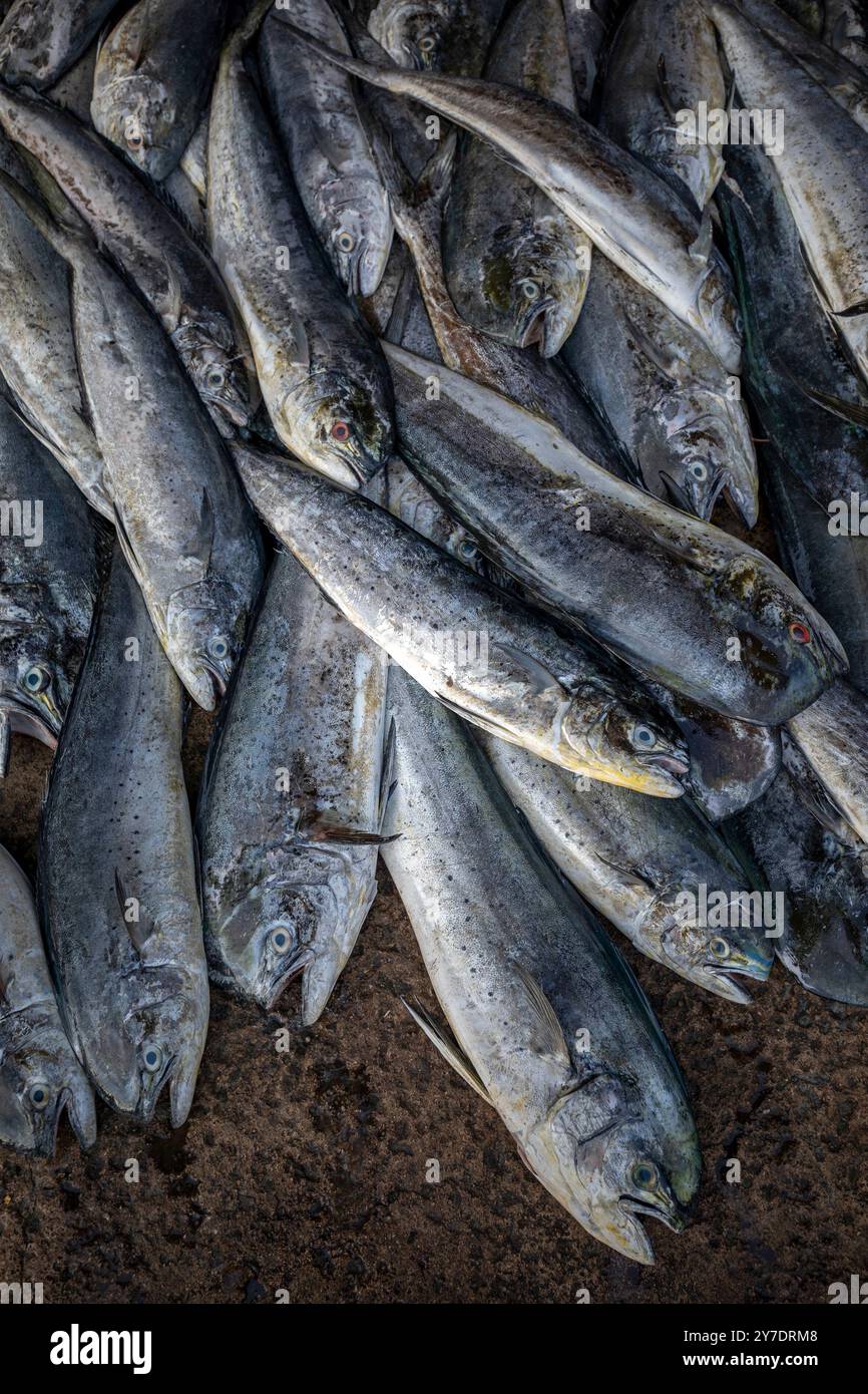 Un mucchio di pesce mahi mahi (pesce delfina) in vendita al mercato del pesce di Negombo sulla costa occidentale dello Sri Lanka. Foto Stock