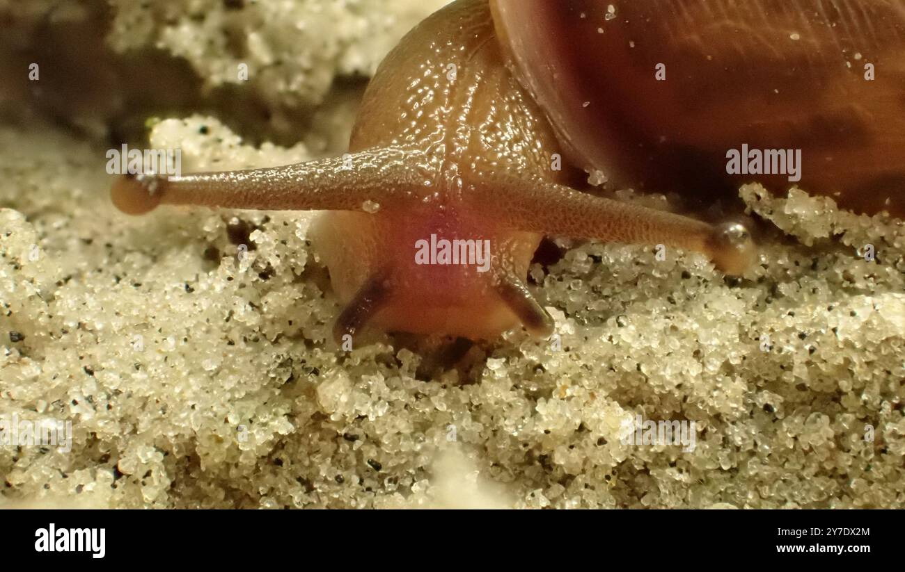 Lumaca Foto Stock