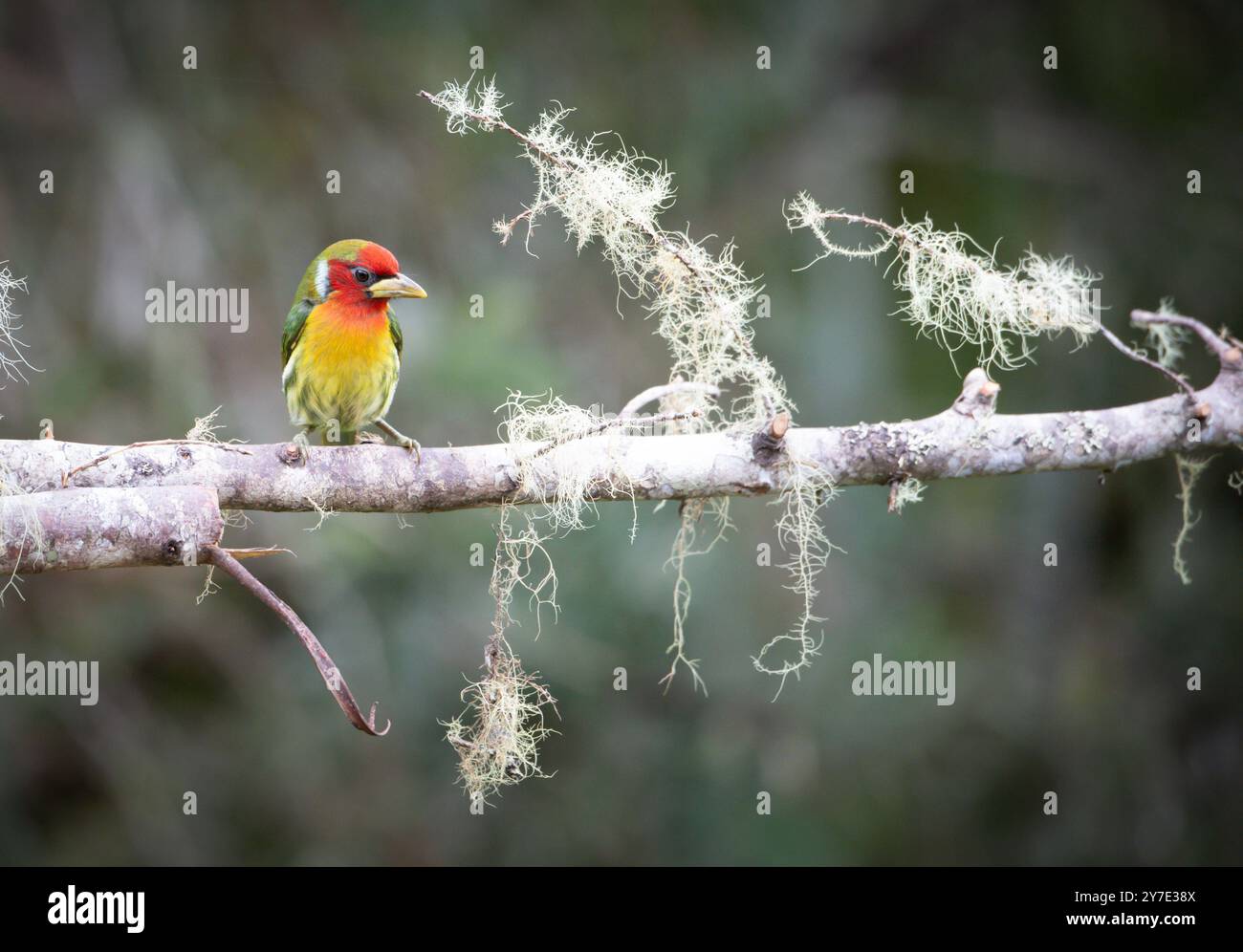 Barbet dalla testa rossa (Dubucco bourcierii) della Costa Rica Foto Stock