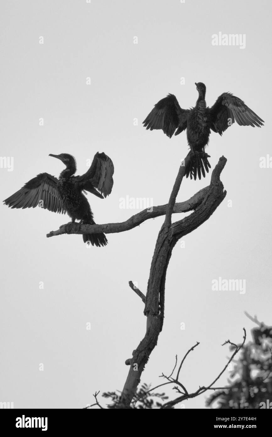 Due uccelli sono appollaiati su un ramo d'albero. Gli uccelli sono bianchi e neri. L'immagine ha un'atmosfera tranquilla e tranquilla Foto Stock